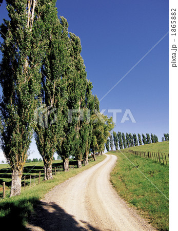 ポプラ並木 1865882