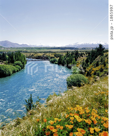 川辺の黄色い花 1865997