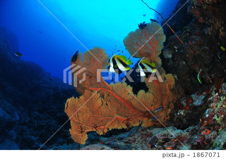 オニハタタテダイ 1867071