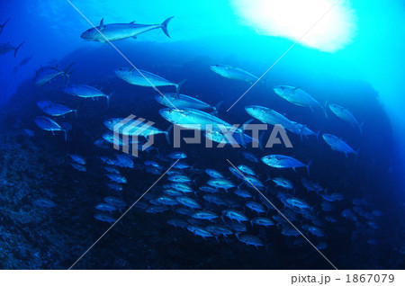 イソマグロとギンガメアジ 1867079