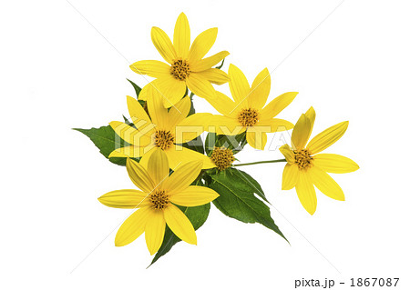 野の花、菊芋の華の切り抜き 野の花、菊芋の華の切り抜き 1867087