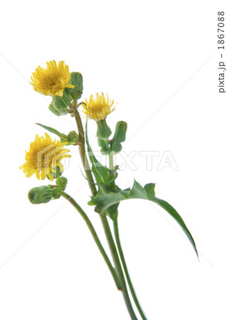 野芥子の切り抜き 野芥子の切り抜き 1867088