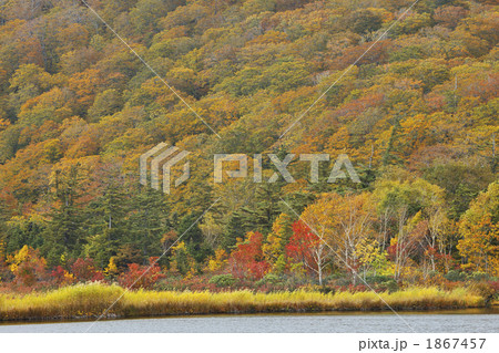 秋田　八幡平　大沼の紅葉 1867457