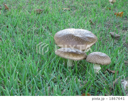 大きなきのこ 1867641