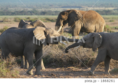 野生のアフリカゾウ 1868261