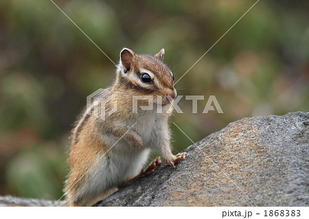 エゾシマリスのアップ エゾシマリスのアップ 1868383