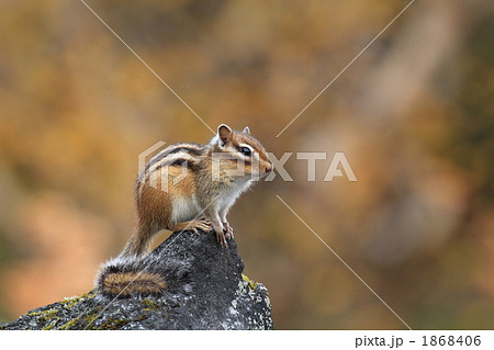 黄色バックのシマリス 黄色バックのシマリス 1868406