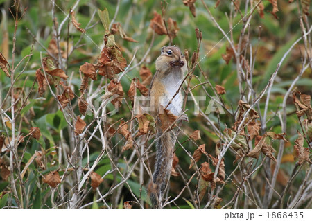 木に登るシマリス 木に登るシマリス 1868435