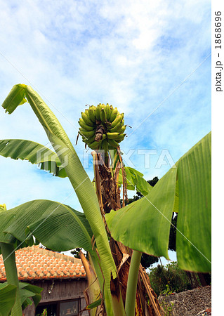 島バナナ 1868696