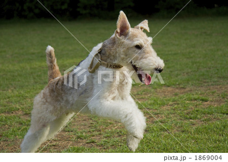 走るワイヤーフォックステリア 1869004