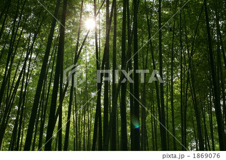 光と竹 1869076