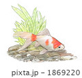金魚　リュウキン 1869220