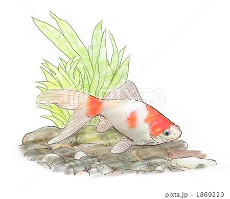 金魚　リュウキン 1869220