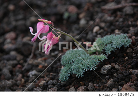 岩手山のコマクサ 1869478