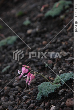 岩手山のコマクサ 1869480