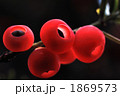 オンコの実 1869573