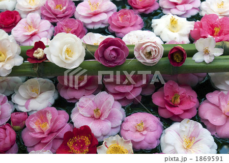 京都の椿 法然院 三銘椿 京都の椿 法然院 三銘椿 1869591