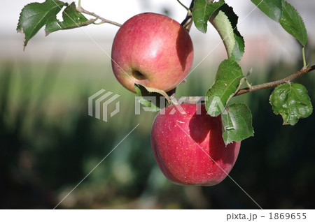 りんごの実 りんごの実 1869655