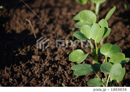 発芽　芽生える 1869656