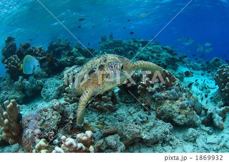サンゴ礁のカメ 1869932