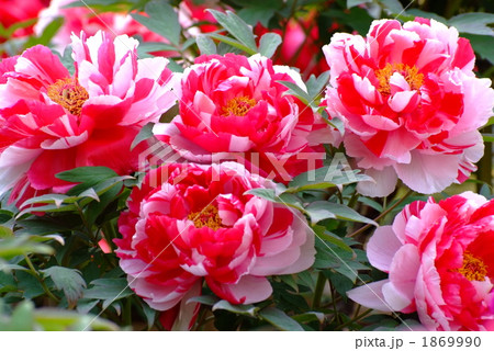 島錦(ボタン)の咲く花壇 島錦(ボタン)の咲く花壇 1869990