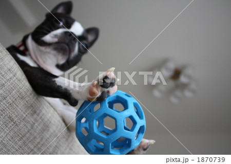 ボールをどうぞ 1870739