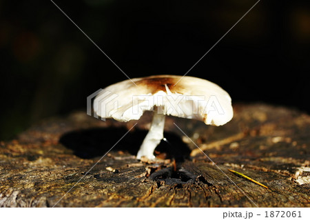 秋きのこ　裂かれ 1872061