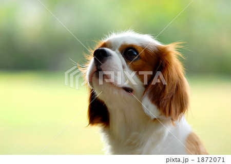 キャバリア キャバリア 1872071