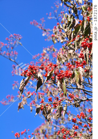 ハナミズキの実 ハナミズキの実 1872176