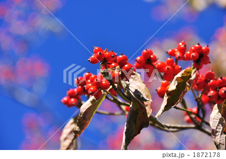 ハナミズキの実 1872178