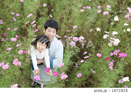 コスモス畑と親子 1872828