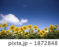 1872848