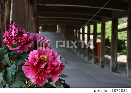 吉備津神社回廊と牡丹 1872882