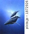 クジラの親子 1872926