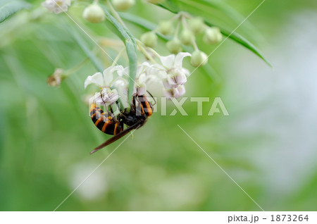 アシナガバチ 1873264