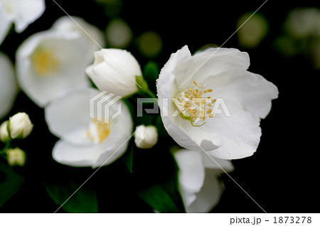 バイカウツギ バイカウツギ 1873278