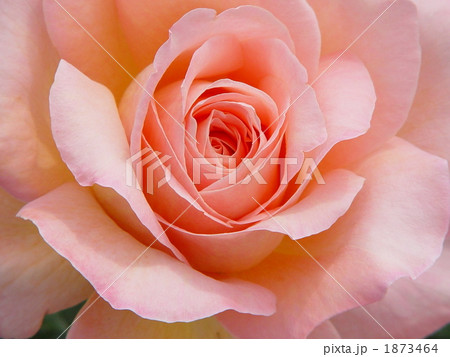 05月　バラ・バラ科30 1873464