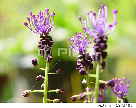 05月　ムスカリコムサム・ユリ科01 1873489