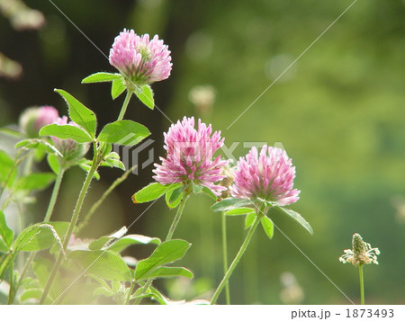 05月　ムラサキツメクサ・マメ科06 1873493