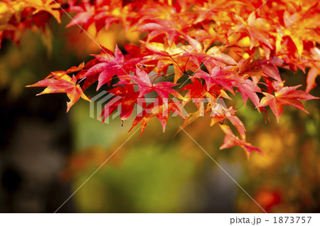 紅葉 1873757