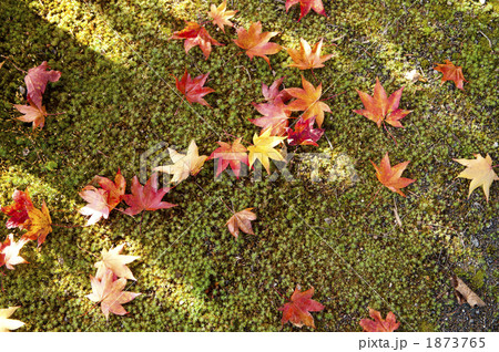 苔と落ち葉 苔と落ち葉 1873765