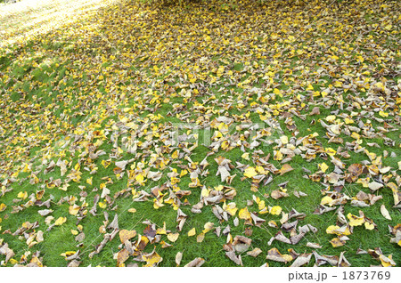 落ち葉 落ち葉 1873769