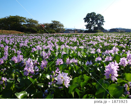 本薬師寺跡のホテイアオイ 本薬師寺跡のホテイアオイ 1873925