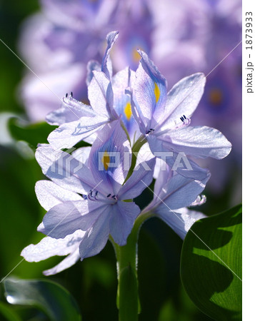 ホテイアオイ3 ホテイアオイ3 1873933