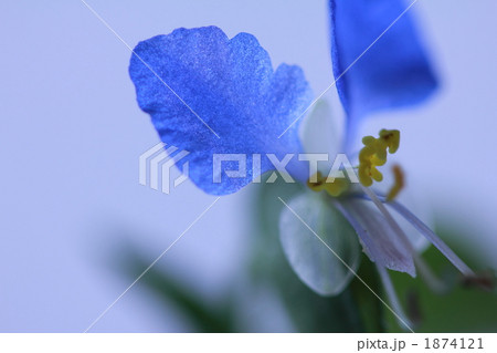 ツユクサのアップ。 ツユクサのアップ。 1874121