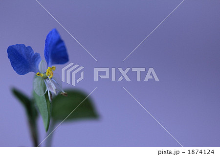 ツユクサのメッセージカード。 1874124