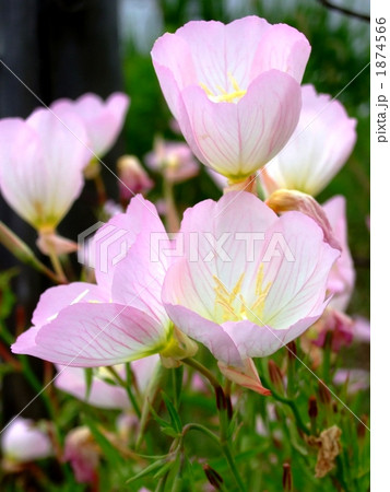 昼咲月見草 1874566