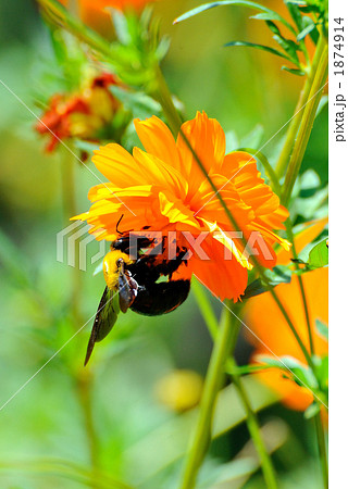 キバナコスモスとクマンバチ キバナコスモスとクマンバチ 1874914