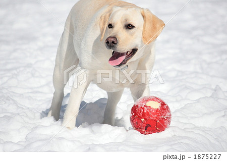 ラブラドールレトリバー 1875227