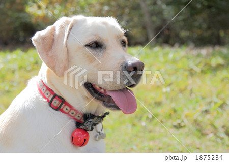ラブラドールレトリバー ラブラドールレトリバー 1875234